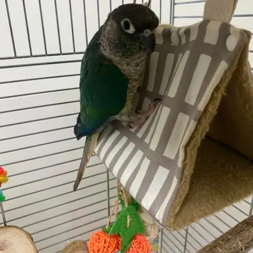 L】選べる裏地◎丸洗いできるバードテントL オカメ インコ ウロコ