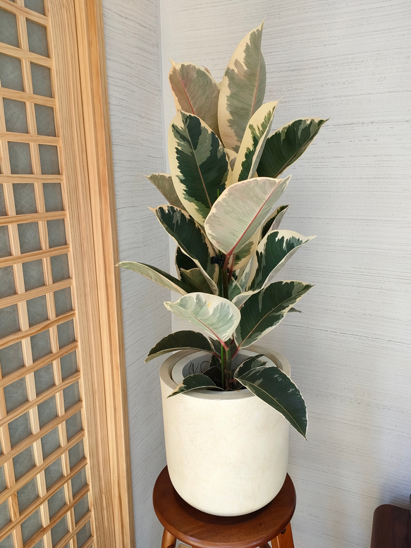 フィカス・エラスティカ“デコラトリカラー” 鉢カバー付き クリスマス