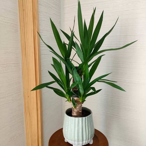 ユッカ・エレファンティペス 青年の木 スタイリッシュ スマート 観葉