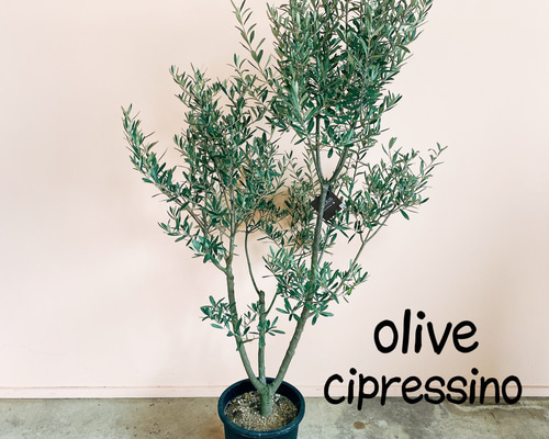 現品］ オリーブ チプレッシーノ 2 創樹 観葉植物 大型 屋外