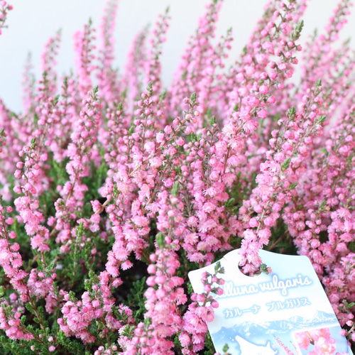 見応えのある存在感のある特大株＊カルーナブルガリス＊八重咲き＊G