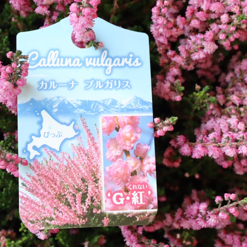 見応えのある存在感のある特大株＊カルーナブルガリス＊八重咲き＊G