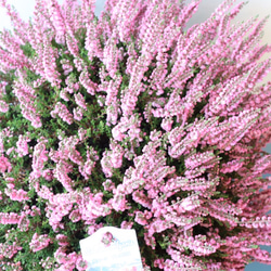 見応えのある存在感のある特大株＊カルーナブルガリス＊八重咲き＊G