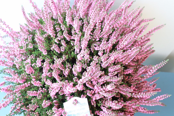 見応えのある存在感のある特大株＊カルーナブルガリス＊八重咲き＊G