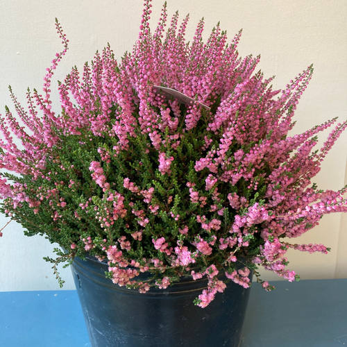 八重咲き カルーナ ブルガリス ツリー仕立て 八重咲き カルーナ ブルガリス ツリー仕立て 超大株】 八重咲き