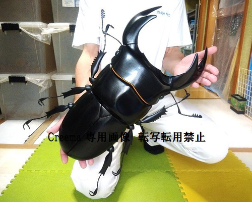インドアンタエウス、クワガタフィギュア インドアンタエウス、クワガタフィギュア