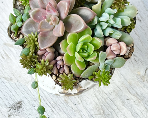 ෆ˚*感謝セールෆ˚* アイスグレープ 1苗 抜き苗 寄せ植え 多肉植物 ෆ