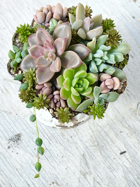 No.552 ❁メロン❁ 現品 抜き苗 多肉植物 寄せ植え imgrc0105842653.jpg