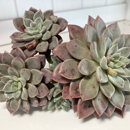 多肉植物　エルメス　韓国苗 多肉植物エルメス韓国苗