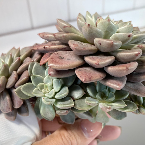 SOLD エケベリアエルメス④ 群生 厳選韓国苗 名前付き 多肉植物
