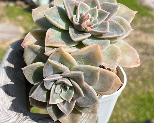 ハリーワトソン 木立 大苗 厳選韓国苗 名前付き 多肉植物 〜Green