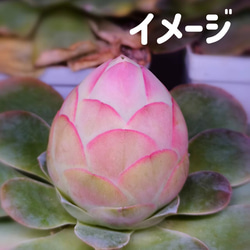 超レア品種 多肉植物 グリーノビア パルマ 5cm 抜き苗 1苗3500円 多肉