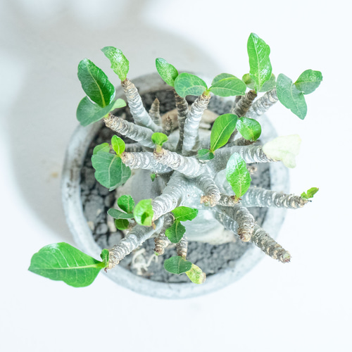 デスクに置ける観葉植物】アデニウム（ドワーフタイプ）の鉢植え／ザラ