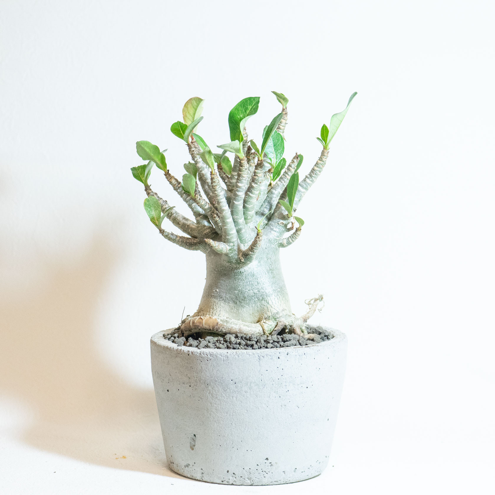 デスクに置ける観葉植物】アデニウム（ドワーフタイプ）の鉢植え／ザラ