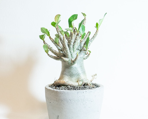 デスクに置ける観葉植物】アデニウム（ドワーフタイプ）の鉢植え／ザラ