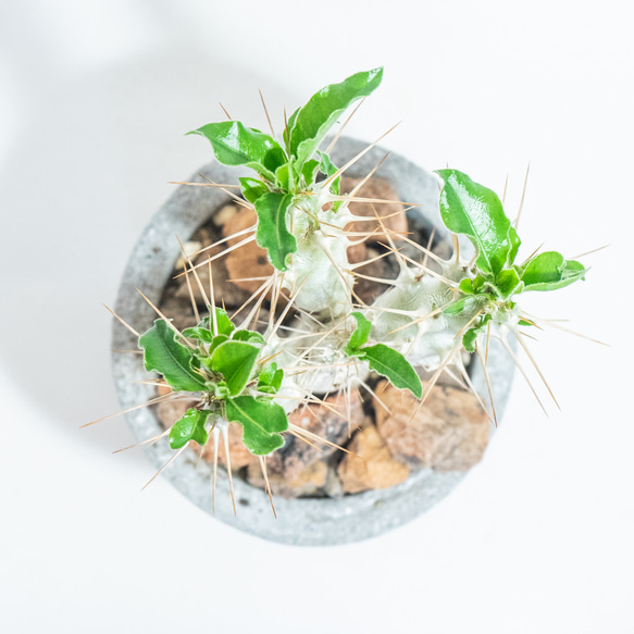 【デスクに置ける観葉植物】パキポディウム・サンデルシーの鉢植え／シンプルなモルタル鉢／全国一律送料850円 4枚目の画像