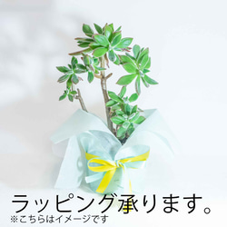 【デスクに置ける観葉植物】パキポディウム・サンデルシーの鉢植え／シンプルなモルタル鉢／全国一律送料850円 5枚目の画像