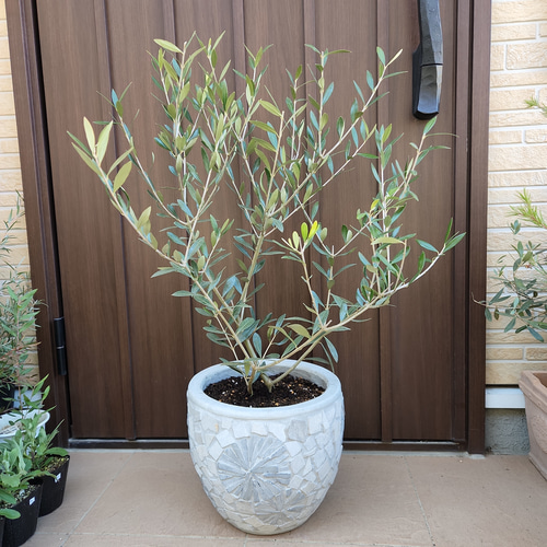 オリーブの木 エルグレコ ワイルドロックテラコッタ鉢植え 苗