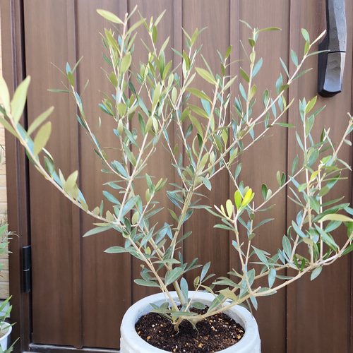 大きめ♪オリーブの木 エルグレコ 大型お洒落鉢植え 苗 シンボルツリー