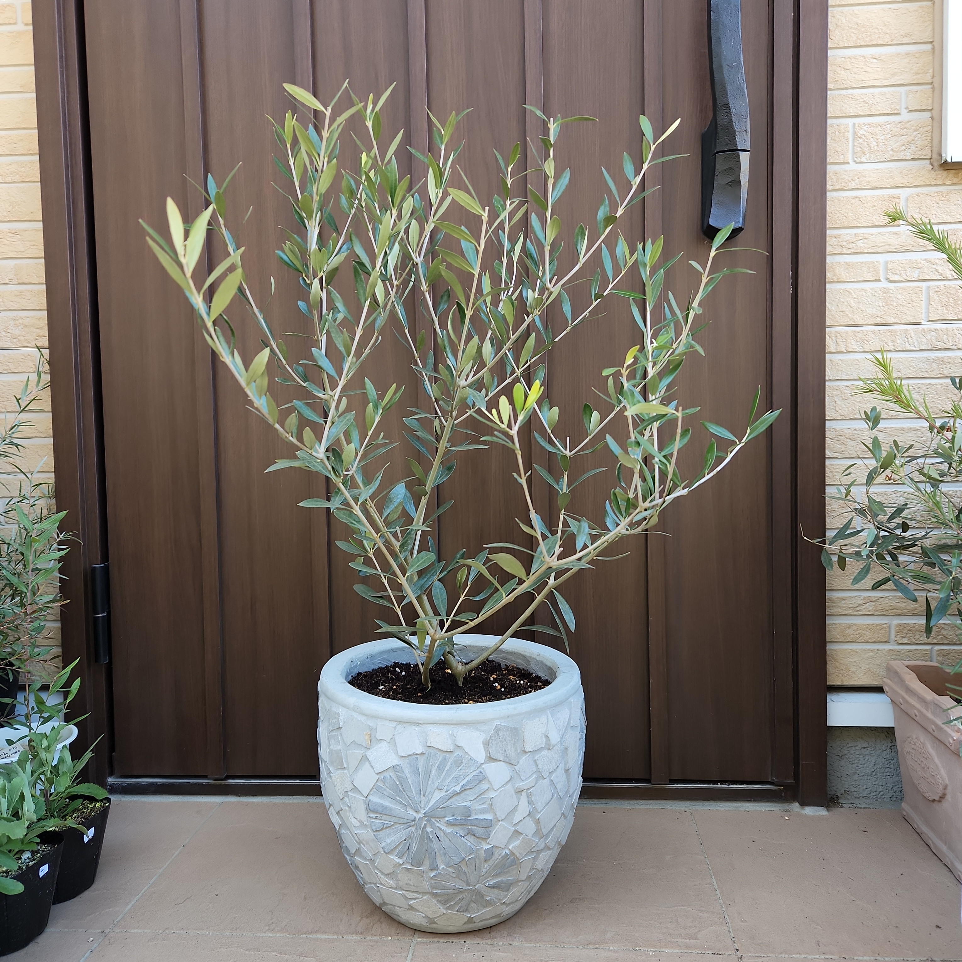 オリーブ　エルグレコ　コンクリート鉢植え　苗木　シンボルツリー 大型コンクリート鉢植え オリーブの木 エルグレコ 苗 シンボルツリー