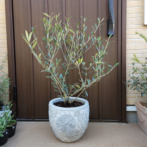 大きめ♪オリーブの木 エルグレコ 大型お洒落鉢植え 苗 シンボル