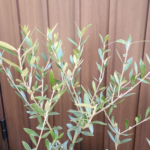 オリーブ　エルグレコ　リボンモチーフテラコッタ鉢植え　苗　シンボルツリー オリーブ エルグレコ リボンモチーフ テラコッタ鉢植え 苗木