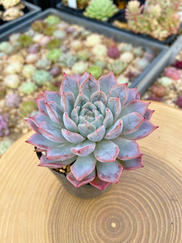 多肉植物 エケベリア【新品種苗】バジェル 厳選韓国苗 多肉植物