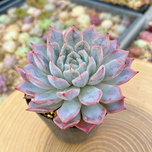 多肉植物 エケベリア【新品種苗】バジェル 厳選韓国苗 多肉植物 TANIKU