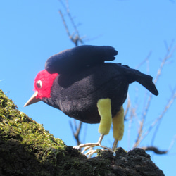 キモモマイコ鳥 2枚目の画像