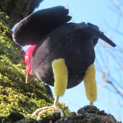 キモモマイコ鳥 5枚目の画像