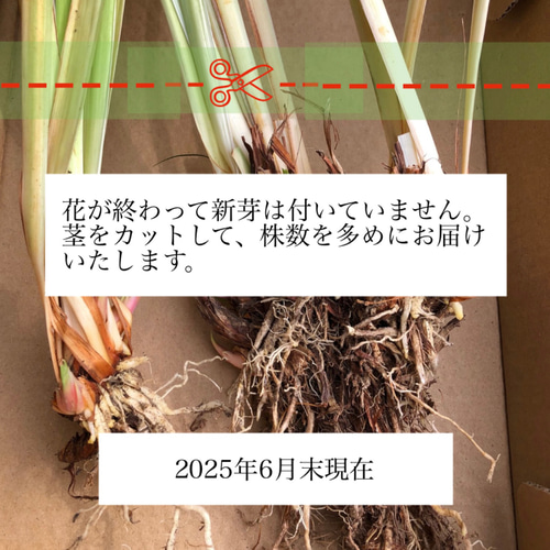 専用出品　大苗2本　2年生苗1本 専用出品 大苗2本 2年生苗1本 専用出品 大苗2本 2