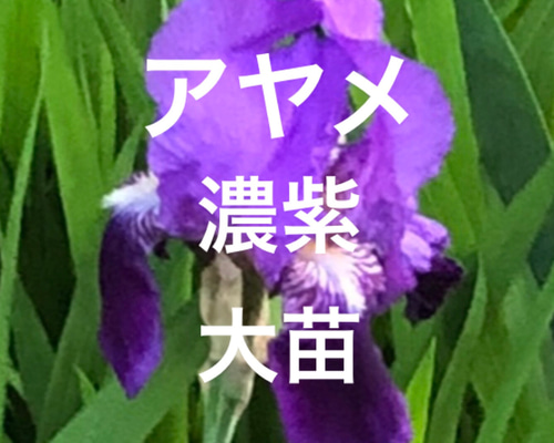 専用サイト　アヤメ様 52dd96d3c09b087a404152715e613d