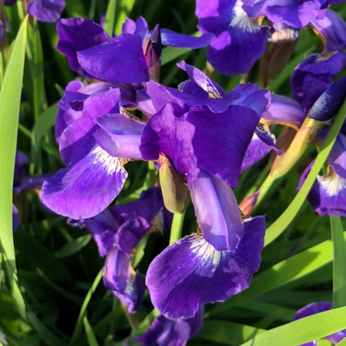 増量】アヤメ 濃紫 大苗 2株 ＊ 菖蒲 彩芽 多肉植物 ちいさなうさぎ