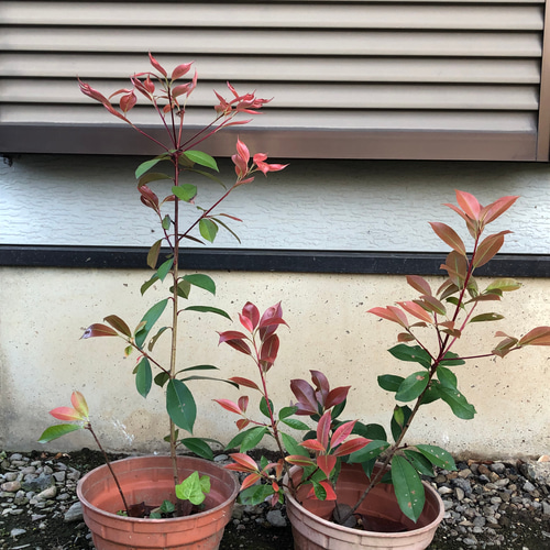 限定】レッドロビン ベニカナメ 苗木 3株 ＊ 紅カナメ ベニカナメモチ