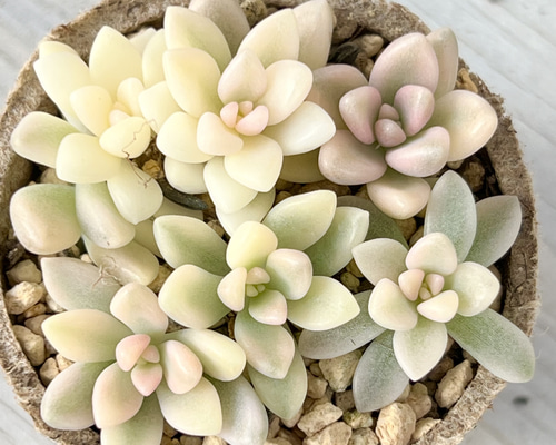 11d282ab156f0de380a3ee5367ce60