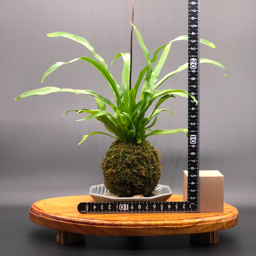 新品　苔玉　アスペルニウム アンティキューム　入れ物は付きません だまてら アンティキューム | moss-rug