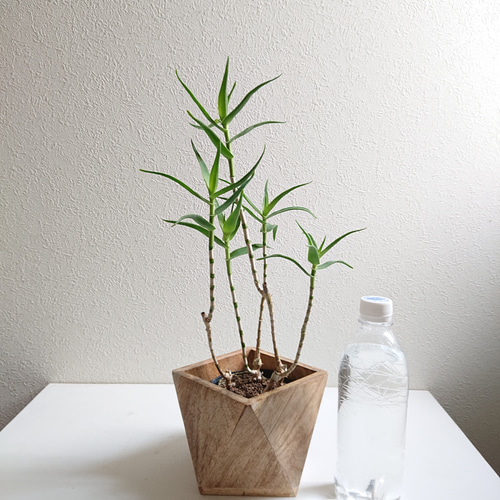 ○数量限定○新作○希少○スタイリッシュな樹形 ”アロエ テヌイオール