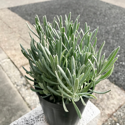 【ご依頼品】ラベンダー グロッソ 苗 ポット苗 耐寒性強 ラベンダー グロッソ 3.5号ポット 精油やドライに人気の定番