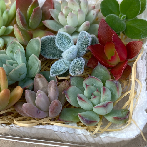 多肉植物カット苗　① ウェブショップ更新しました☺️ イベントで大人気だったカット