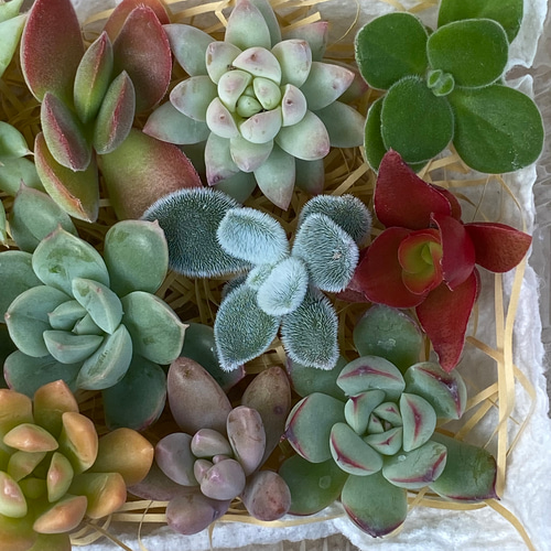 多肉植物 カット苗セット♪ 多肉植物 りんごあめ 通販 14962347