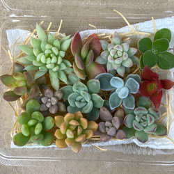 多肉植物 カット苗セット♪ 多肉植物 りんごあめ 通販 14962347