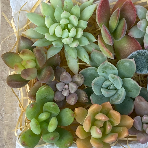 多肉植物 カット苗セット♪ 多肉植物 りんごあめ 通販 14962347