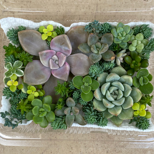 多肉植物 カット苗セット♪大きめ＆セダム入り 多肉植物 りんごあめ