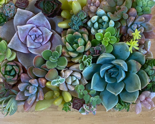 多肉植物 カット苗セット♪大きめ＆セダム入り 多肉植物 りんごあめ