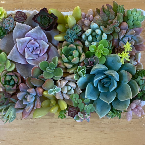 多肉植物 カット苗セット♪大きめ＆セダム入り 多肉植物 りんごあめ