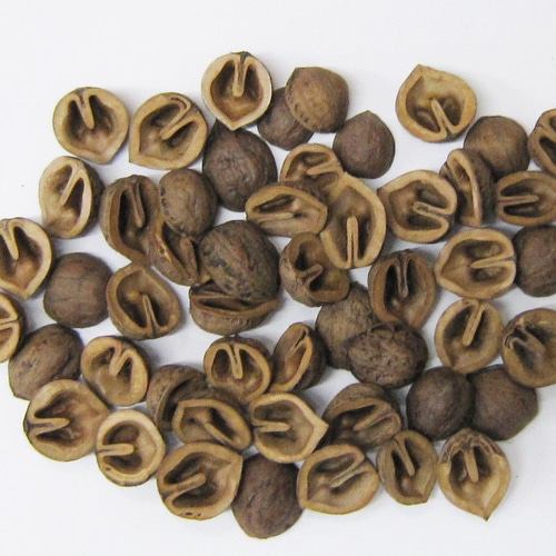 クルミの殻・約50個】鬼クルミ（和クルミ）・半割り・アクセサリーや