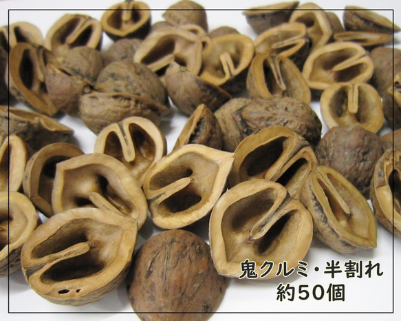 クルミの殻・約50個】鬼クルミ（和クルミ）・半割り・アクセサリーや