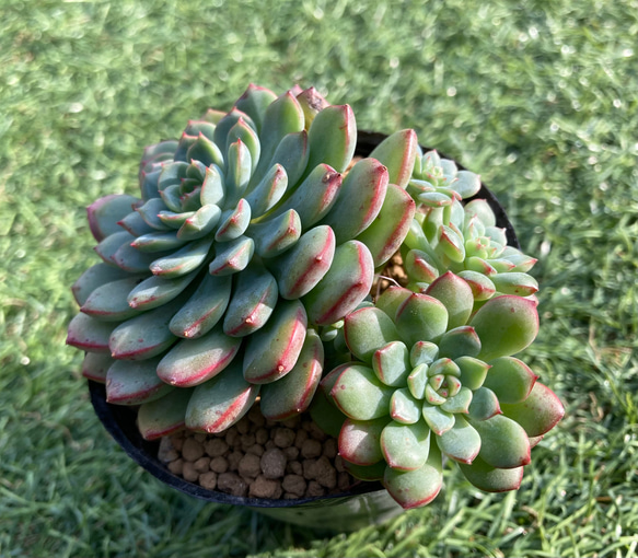 ピーチプリデ,エケベリア属,多肉植物ピーチプリデ紅葉,ピーチプリデ