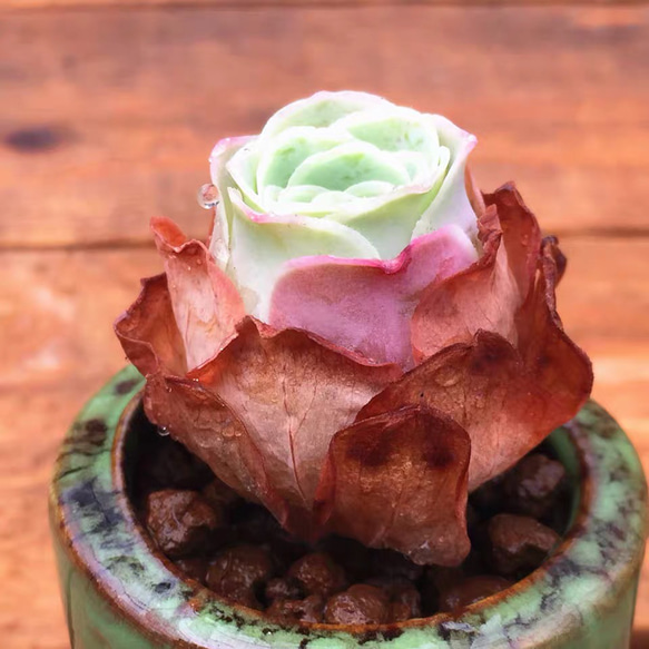 多肉植物 グリーノビア Canaria 抜き苗 1苗1500円 多肉植物 愛多肉-(AI 