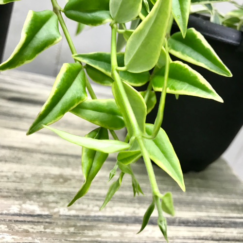 外斑 セブンスター ホヤ ベラ 4号 吊り鉢 その他インテリア雑貨 PLANTS
